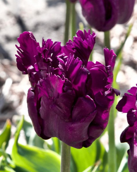 Tulipán Parrot Negrita, cibuloviny, cibule tulipanaov, cibulky tulipanov, cibule kvetov, kvetove cibule